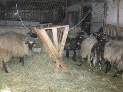 Ovnovi u dalmatinskom zaleđu Ovnovi u dalmatinskom zaleđu