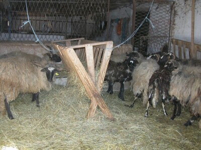 Maslini ovnovi u boksu male štale