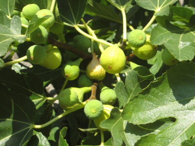 Ovogodišnji urod smokava bjelica