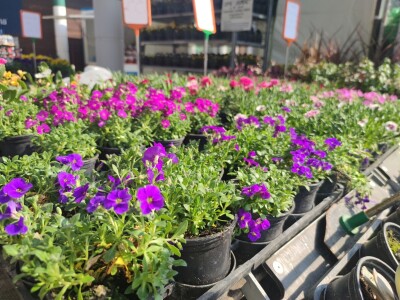 Ovoren 28. Osječki proljetni sajam