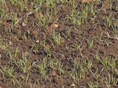 Ozime strne kulture dobro podnose zimu Ozime strne kulture dobro podnose zimu