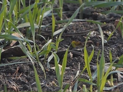 Ozime strne kulture dobro podnose zimu Ozime strne kulture dobro podnose zimu