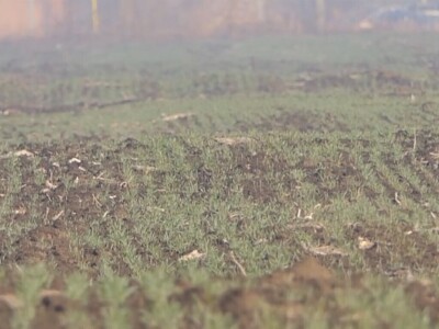 Ozime strne kulture dobro podnose zimu Ozime strne kulture dobro podnose zimu