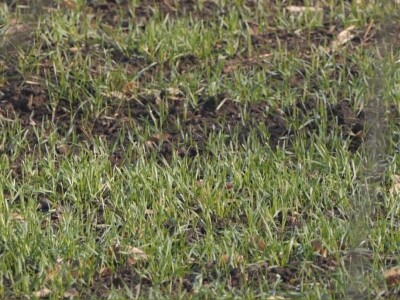 Ozime strne kulture dobro podnose zimu Ozime strne kulture dobro podnose zimu