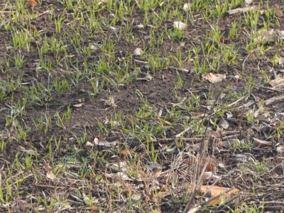 Ozime strne kulture dobro podnose zimu Ozime strne kulture dobro podnose zimu