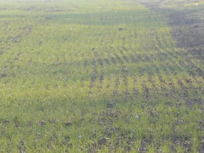 Ozime strne kulture dobro podnose zimu Ozime strne kulture dobro podnose zimu