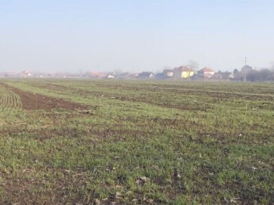 Ozime strne kulture dobro podnose zimu Ozime strne kulture dobro podnose zimu