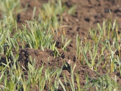 Ozime strne kulture dobro podnose zimu Ozime strne kulture dobro podnose zimu