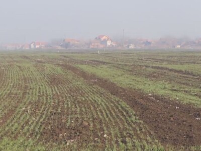 Ozime strne kulture dobro podnose zimu Ozime strne kulture dobro podnose zimu