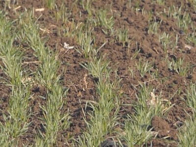 Ozime strne kulture dobro podnose zimu Ozime strne kulture dobro podnose zimu