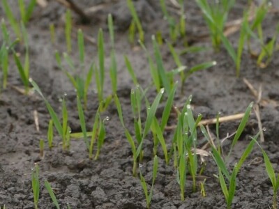 Ozimi usevi dobro preživeli „zimu“