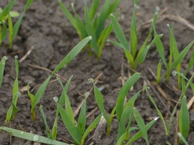 Ozimi usevi dobro preživeli „zimu“