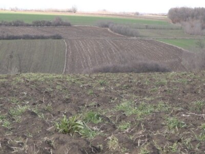 Ozimi usevi dobro preživeli „zimu“