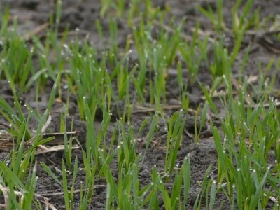 Ozimi usevi dobro preživeli „zimu“