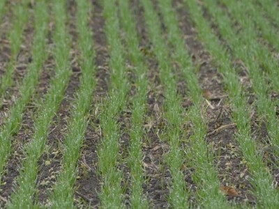 Ozimi usevi dobro preživeli „zimu“