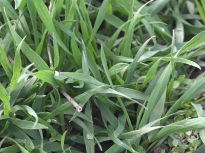 Ozimi usevi dobro preživeli „zimu“