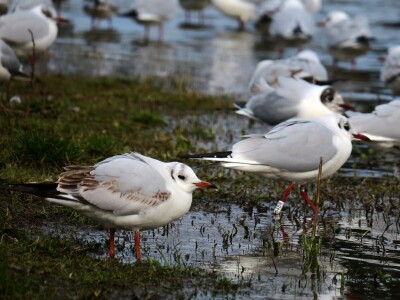 Promatranje ptica Promatranje ptica