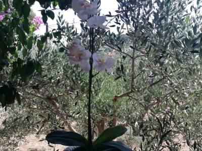 OZNAKA HOP - Unikatni suveniri Maje Sučić ispleteni od konopa iz didove konobe