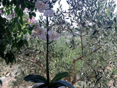 OZNAKA HOP - Unikatni suveniri Maje Sučić ispleteni od konopa iz didove konobe