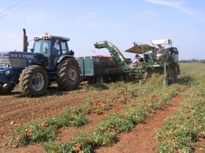 Berba rajčice u Istri Berba rajčice u Istri