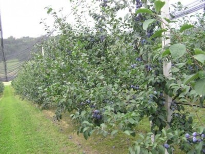 Potrebne su i veće količine šljive Potrebne su i veće količine šljive