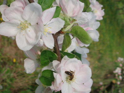 Rascvjetale voćke rana pčelinja paša