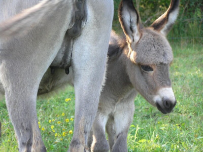 Prva tri mjeseca pule se ne odvaja od majke