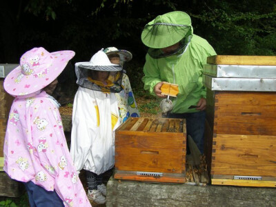 E ovo su već prave pčele