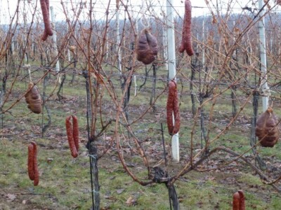 Vinceška 2012. Vina Belje