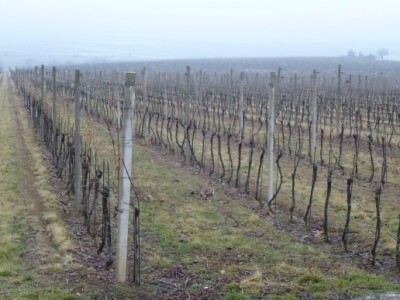 Vinceška 2012. Vina Belje