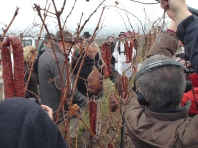 Vinceška 2012. Vina Belje