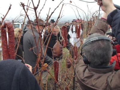 Vinceška 2012. Vina Belje