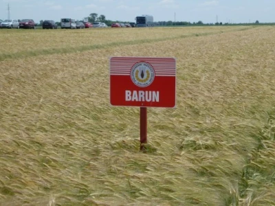 Ječam - Barun
