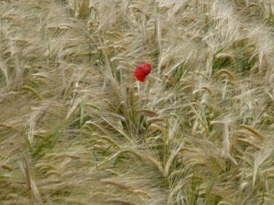 Poljoprivredni institut Osijek - Dan polja pšenice i ječma