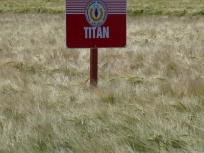 Ječam - Titan