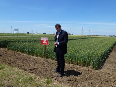 Kvalitetne informacije o sortama pšenice i ječma