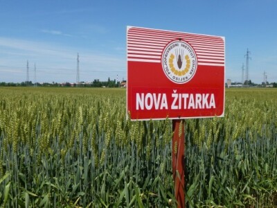 Pšenica - Nova žitarka