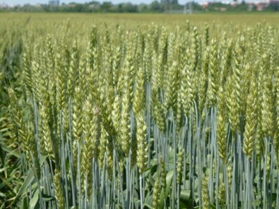 Pšenica - Nova žitarka