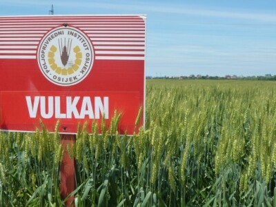 Pšenica - Vulkan