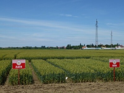 Pšenica - Zlata i Seka