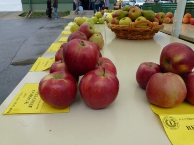 Jabuke iz voćnjaka Poljoprivrednog Instituta Osijek