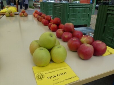 Jabuke iz voćnjaka Poljoprivrednog Instituta Osijek