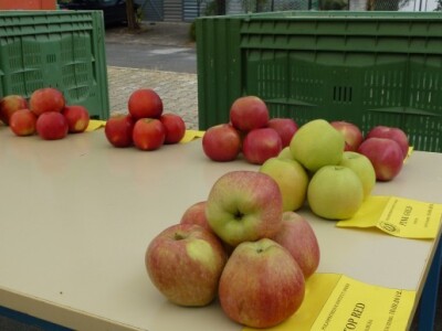 Jabuke iz voćnjaka Poljoprivrednog Instituta Osijek