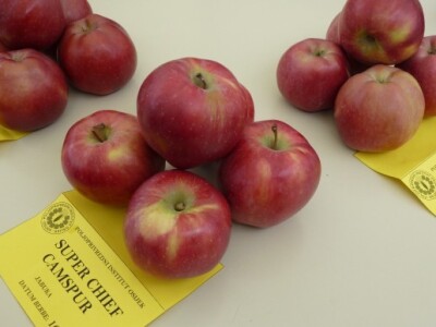 Dan voćarstva Poljoprivrednog Instituta Osijeka