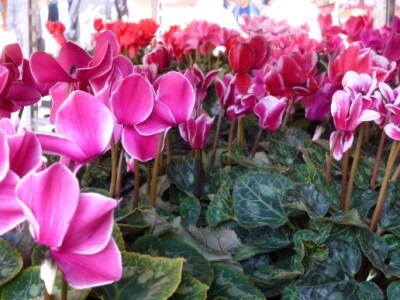 15. Osječki jesenski sajam