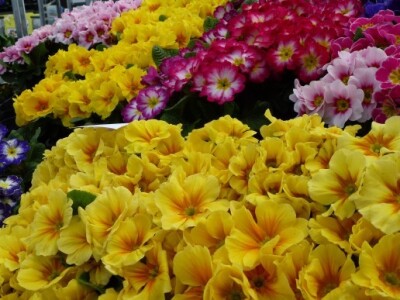 Štand proizvođača cvijeća