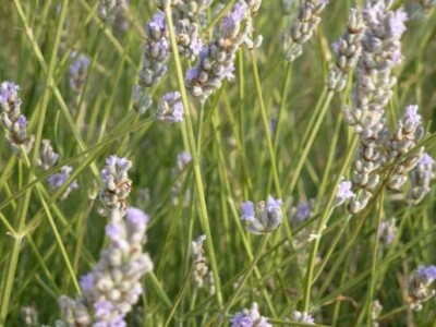 Lavanda