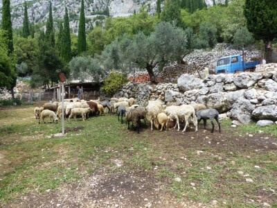 Životinje u prirodi