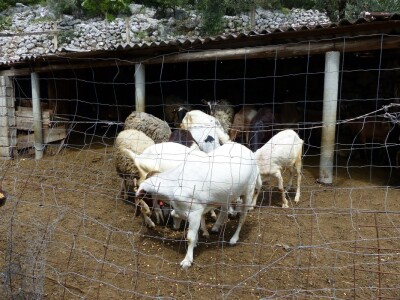 Vrijedni Miho stiže voditi brigu o svim životinjama