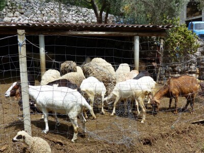 Nije lako voditi brigu o velikom broju životinja
